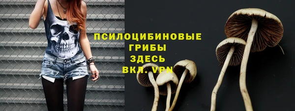 хмурый Аркадак
